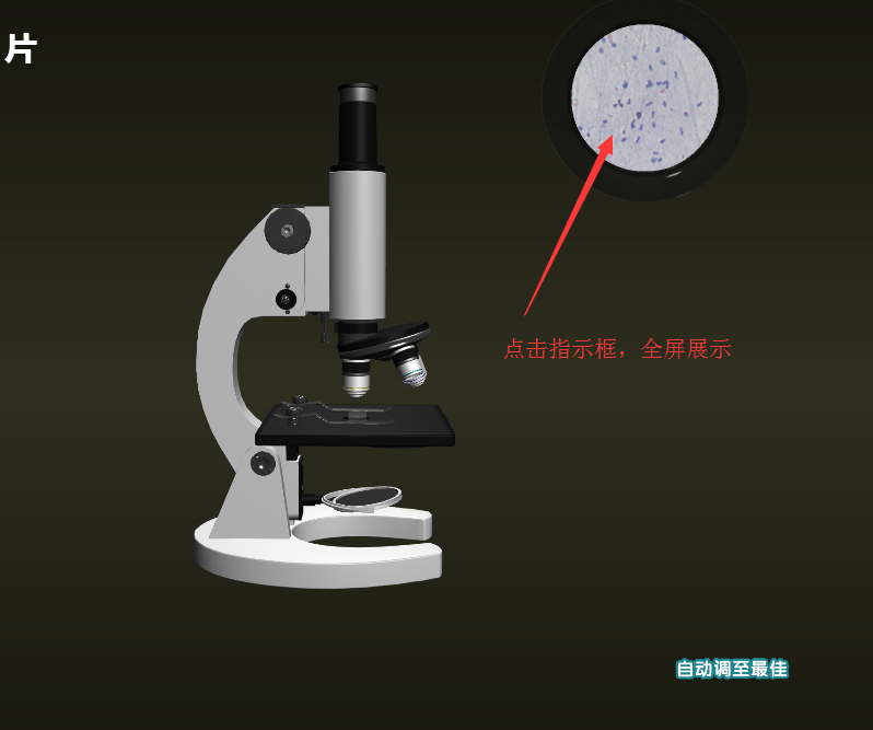 NB生物实验室初中版显微镜实验8